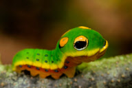 Spicebush Swallowtail caterpillar, which pretends to be a snake with colourful markings and fake eyes, Maine, America - 31 May 2010