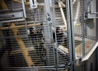 Monkeys at an animal testing centre in the UK