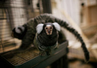 Monkeys at an animal testing centre in the UK