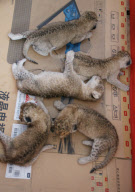 #(1)CHINA-HEBEI-LIGER CUBS QUINTUPLETS-BIRTH(CN)