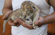 #(3)CHINA-HEBEI-LIGER CUBS QUINTUPLETS-BIRTH(CN)