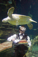 Underwater birthday celebration for Boris the Green Turtle, Sea Life London Aquarium, London, Britain - 17 Jun 2010