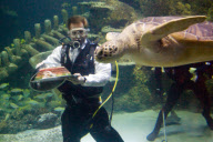 Underwater birthday celebration for Boris the Green Turtle, Sea Life London Aquarium, London, Britain - 17 Jun 2010