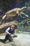 Underwater birthday celebration for Boris the Green Turtle, Sea Life London Aquarium, London, Britain - 17 Jun 2010