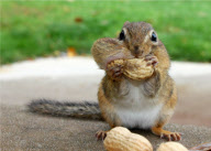 Cheeky chipmunk goes nuts for a mouthful, Pennsylvania, America - 23 May 2010