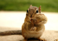 Cheeky chipmunk goes nuts for a mouthful, Pennsylvania, America - 23 May 2010