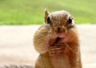 Cheeky chipmunk goes nuts for a mouthful, Pennsylvania, America - 23 May 2010