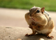 Cheeky chipmunk goes nuts for a mouthful, Pennsylvania, America - 23 May 2010