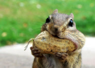 Cheeky chipmunk goes nuts for a mouthful, Pennsylvania, America - 23 May 2010
