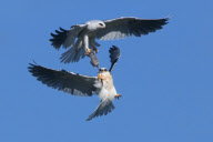 White Tailed Kites exchanging a vole in mid-flight, San Francisco Bay, California, America - 23 Jun 2010