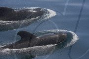 MARINE WILDLIFE