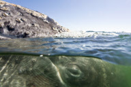 MARINE WILDLIFE