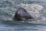 MARINE WILDLIFE