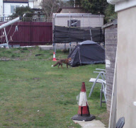 Urban Fox Kills Pet Chihuahua, Poole, Dorset, Britain - 05 Jul 2010