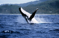 HUMPBACK WHALE