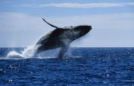 HUMPBACK WHALE