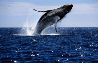 HUMPBACK WHALE