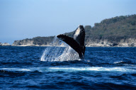 HUMPBACK WHALE