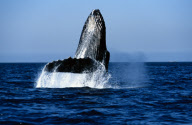 HUMPBACK WHALE