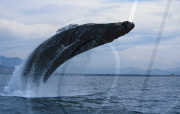 HUMPBACK WHALE