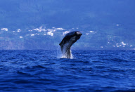 SPERM WHALE