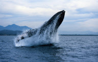 HUMPBACK WHALE