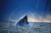 SOUTHERN RIGHT WHALE