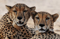 Nature reserve on Sir Bani Yas Island in the United Arab Emirates  - 12 Jun 2009