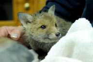 Fox cub rescued after getting head stuck in a watering can, Leatherhead, Surrey, Britain - 6 May 2010