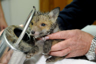 Fox cub rescued after getting head stuck in a watering can, Leatherhead, Surrey, Britain - 6 May 2010