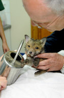 Fox cub rescued after getting head stuck in a watering can, Leatherhead, Surrey, Britain - 6 May 2010