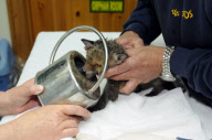 Fox cub rescued after getting head stuck in a watering can, Leatherhead, Surrey, Britain - 6 May 2010