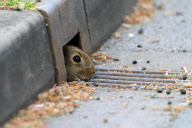 Animals use underground drain netwrok to cross road safely, Rugby, Warwickshire, Britain - 04 Jun 2010