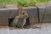 Animals use underground drain netwrok to cross road safely, Rugby, Warwickshire, Britain - 04 Jun 2010