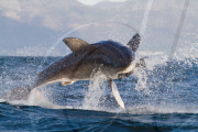 Great White Shark Breaches in South Africa