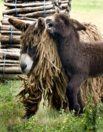 Rare dreadlocked Baudet de Poitou donkeys at a sanctuary in Poitou-Charente, France - 14 Jul 2010