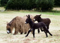 Rare dreadlocked Baudet de Poitou donkeys at a sanctuary in Poitou-Charente, France - 14 Jul 2010