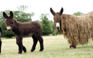 Rare dreadlocked Baudet de Poitou donkeys at a sanctuary in Poitou-Charente, France - 14 Jul 2010