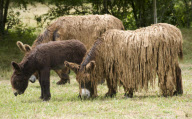 Rare dreadlocked Baudet de Poitou donkeys at a sanctuary in Poitou-Charente, France - 14 Jul 2010
