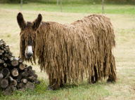 Rare dreadlocked Baudet de Poitou donkeys at a sanctuary in Poitou-Charente, France - 14 Jul 2010