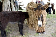 Rare dreadlocked Baudet de Poitou donkeys at a sanctuary in Poitou-Charente, France - 14 Jul 2010