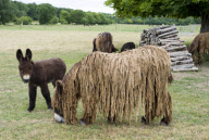 Rare dreadlocked Baudet de Poitou donkeys at a sanctuary in Poitou-Charente, France - 14 Jul 2010