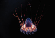 Deep sea creatures found by University of Queensland scientists near the Great Barrier Reef, Australia - 14 Jul 2010