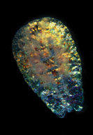 Deep sea creatures found by University of Queensland scientists near the Great Barrier Reef, Australia - 14 Jul 2010