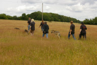 Walking with Wolves at the UK Wolf Conservation Trust, Butler's Farm, Berkshire, Britain - 17 Jul 2010