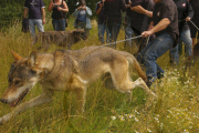 Walking with Wolves at the UK Wolf Conservation Trust, Butler's Farm, Berkshire, Britain - 17 Jul 2010
