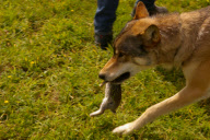 Walking with Wolves at the UK Wolf Conservation Trust, Butler's Farm, Berkshire, Britain - 17 Jul 2010