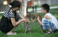 #(1)CHINA-HENAN-SANMENXIA-SIBERIAN TIGER (CN)
