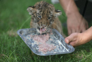 #(3)CHINA-HENAN-SANMENXIA-SIBERIAN TIGER (CN)