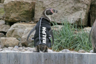 Ralph the bald penguin gets a special personalised wetsuit, Marwell Wildlife Park, Hampshire, Britain - 11 Jun 2010